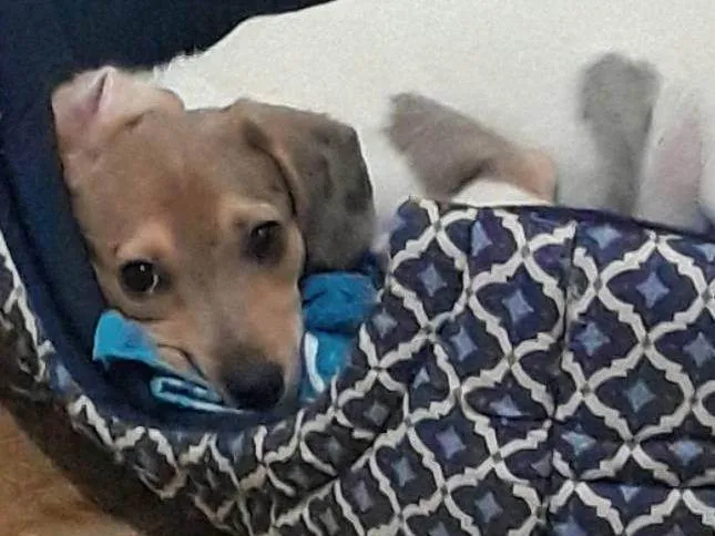 Cachorro ra a SRD-ViraLata idade 2 a 6 meses nome Freya