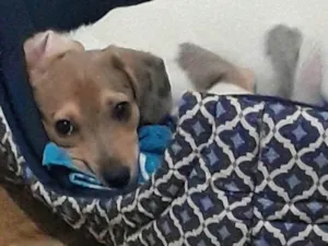 Cachorro raça SRD-ViraLata idade 2 a 6 meses nome Freya