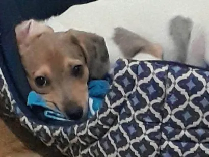 Cachorro raça SRD-ViraLata idade 2 a 6 meses nome Freya
