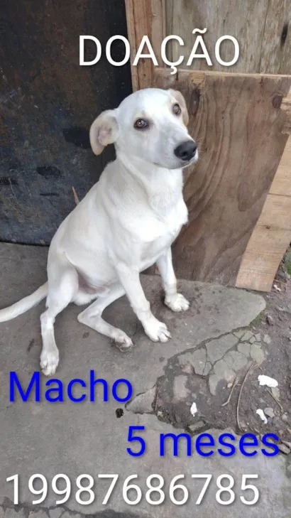 Cachorro raça SRD-ViraLata idade 7 a 11 meses nome Luffy 