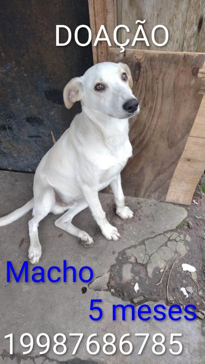 Cachorro ra a SRD-ViraLata idade 7 a 11 meses nome Luffy 