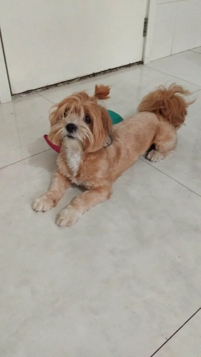 Cachorro ra a Shitzu idade 2 anos nome Luna 