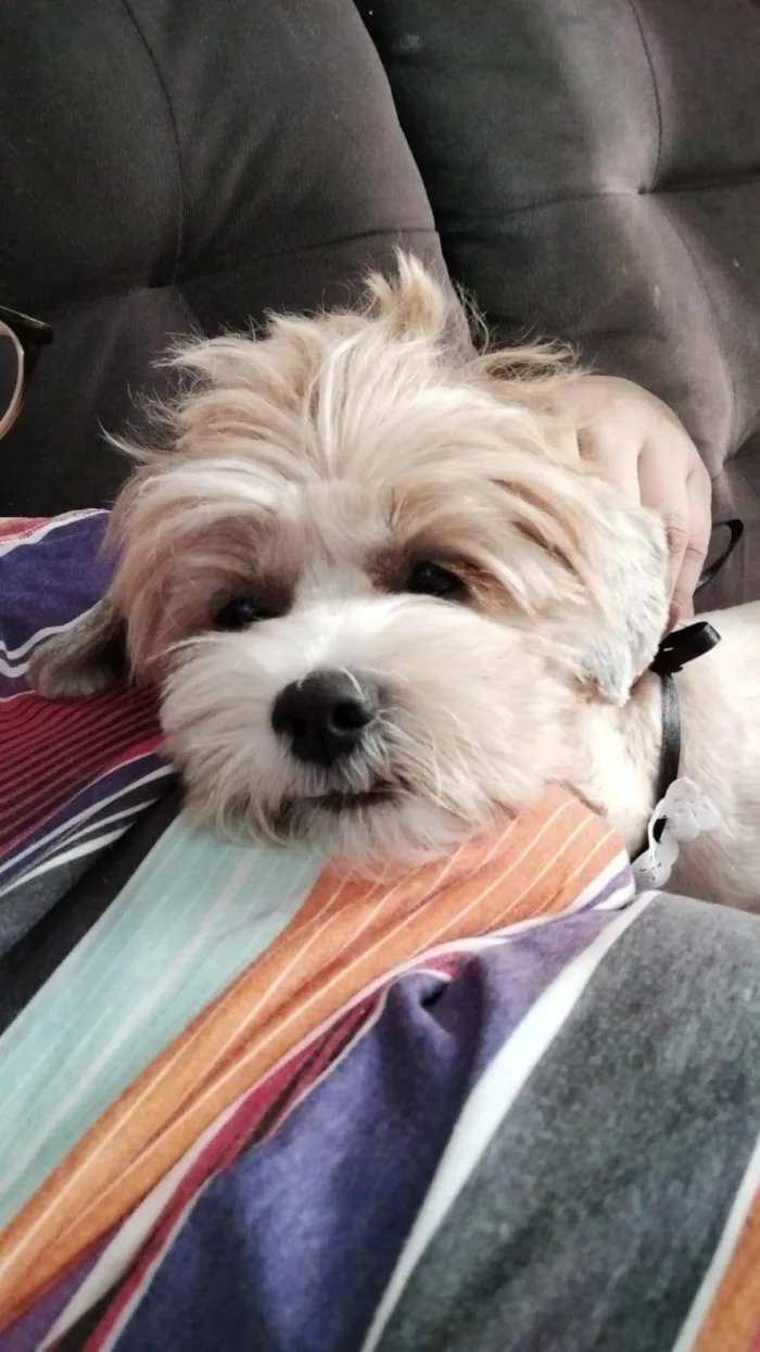 Cachorro ra a Shitzu idade 2 anos nome Luna 