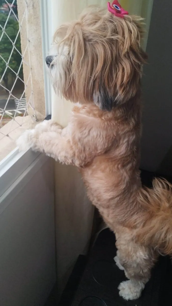 Cachorro ra a Shitzu idade 2 anos nome Luna 