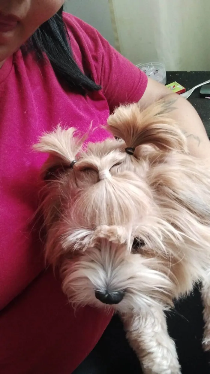 Cachorro ra a Shitzu idade 2 anos nome Luna 