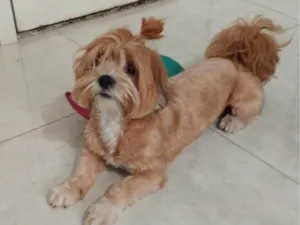 Cachorro raça Shitzu idade 2 anos nome Luna 