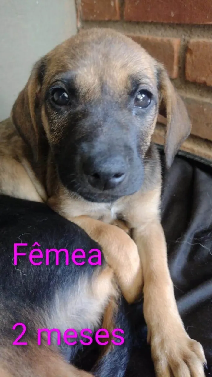 Cachorro ra a SRD-ViraLata idade 7 a 11 meses nome Luffy 