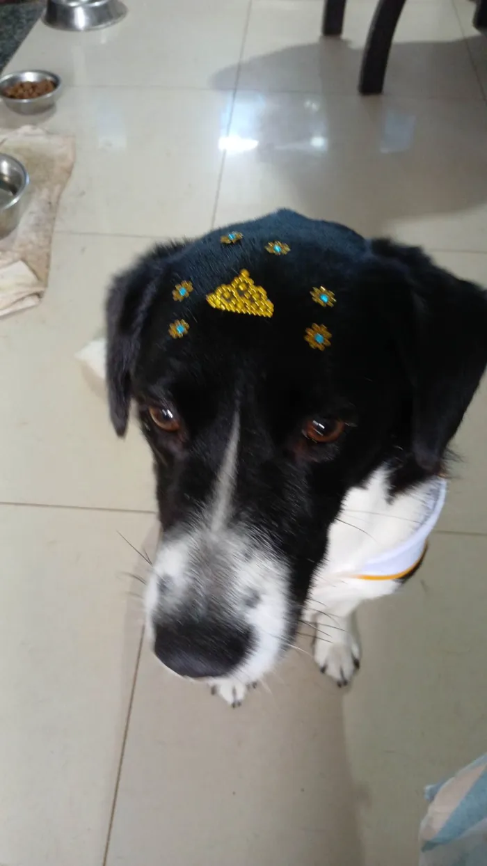 Cachorro ra a SRD-ViraLata idade 2 anos nome Hanna