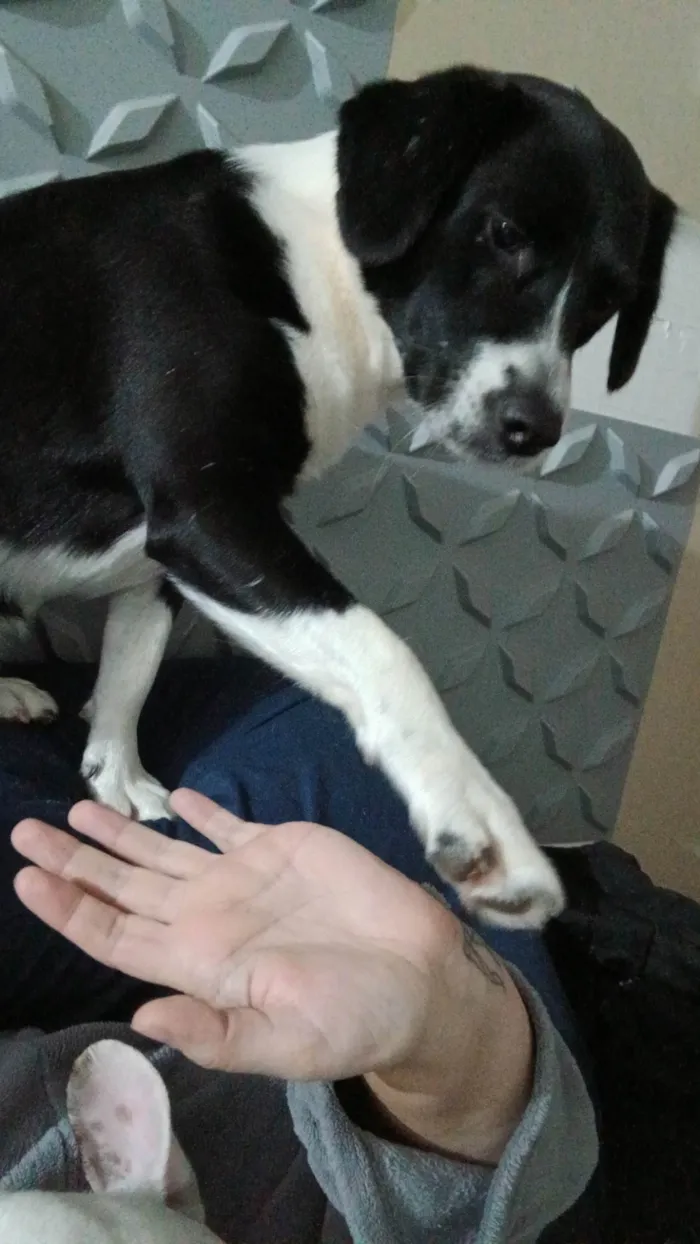 Cachorro ra a SRD-ViraLata idade 2 anos nome Hanna