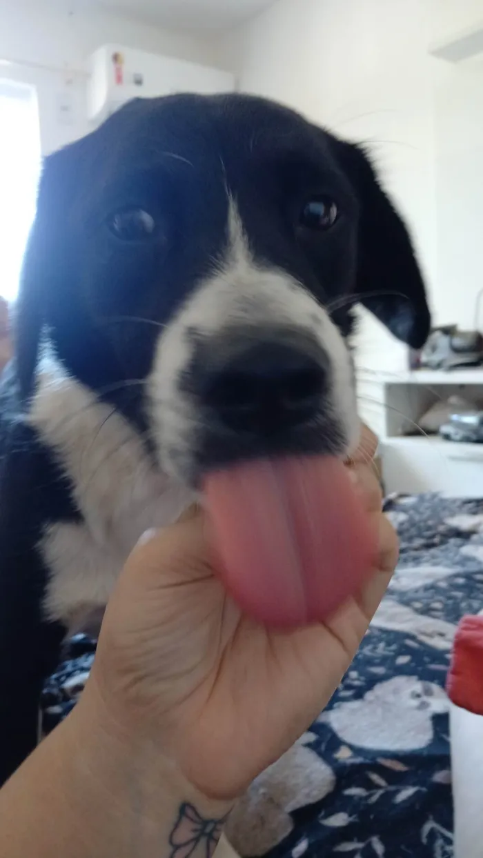 Cachorro ra a SRD-ViraLata idade 2 anos nome Hanna