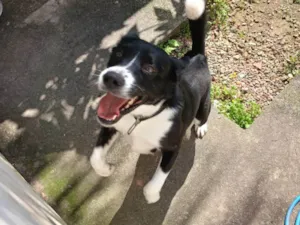 Cachorro raça SRD-ViraLata idade 2 anos nome Hanna