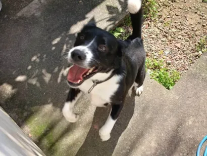 Cachorro raça SRD-ViraLata idade 2 anos nome Hanna