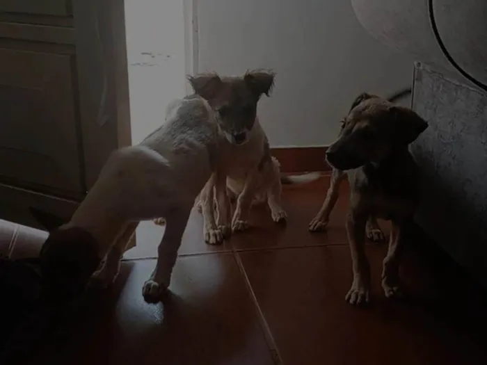 Cachorro ra a SRD-ViraLata idade 2 a 6 meses nome Sem nome definido