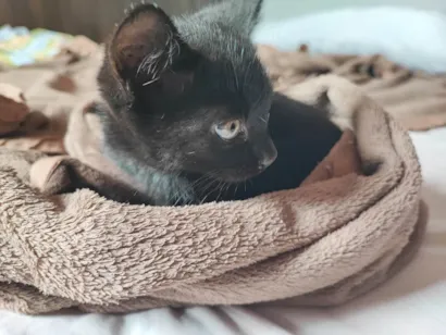 Gato raça SRD-ViraLata idade 2 a 6 meses nome Sortudo