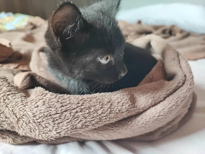 Gato ra a SRD-ViraLata idade 2 a 6 meses nome Sortudo