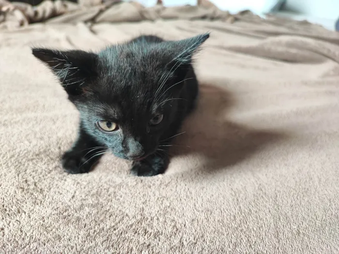 Gato ra a SRD-ViraLata idade 2 a 6 meses nome Sortudo