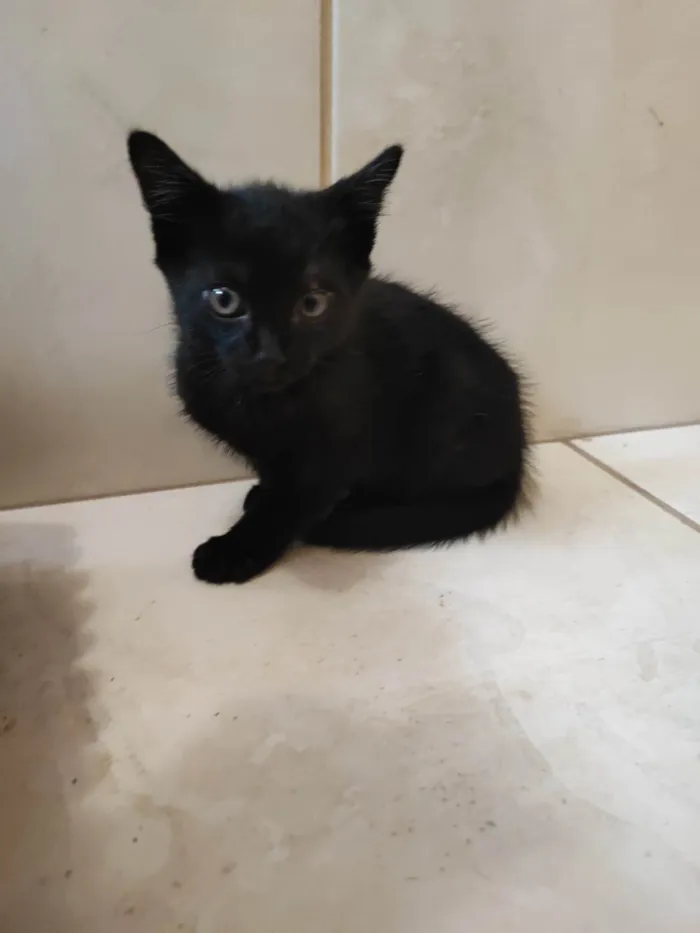 Gato ra a SRD-ViraLata idade 2 a 6 meses nome Sortudo