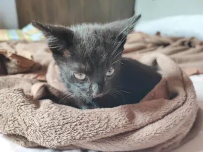 Gato raça SRD-ViraLata idade 2 a 6 meses nome Sortudo