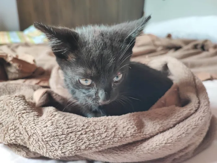 Gato ra a SRD-ViraLata idade 2 a 6 meses nome Sortudo