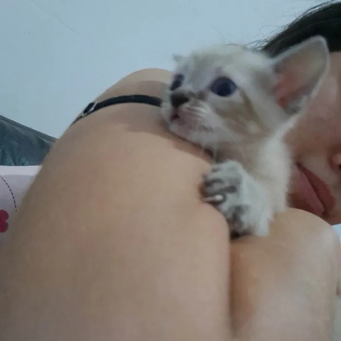Gato ra a Siamês idade 2 a 6 meses nome Não tem nome