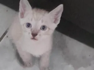 Gato raça Siamês idade 2 a 6 meses nome Não tem nome
