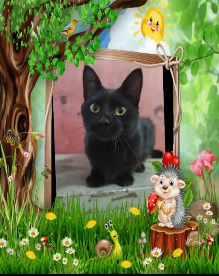 Gato ra a SRD-ViraLata idade 7 a 11 meses nome Cold