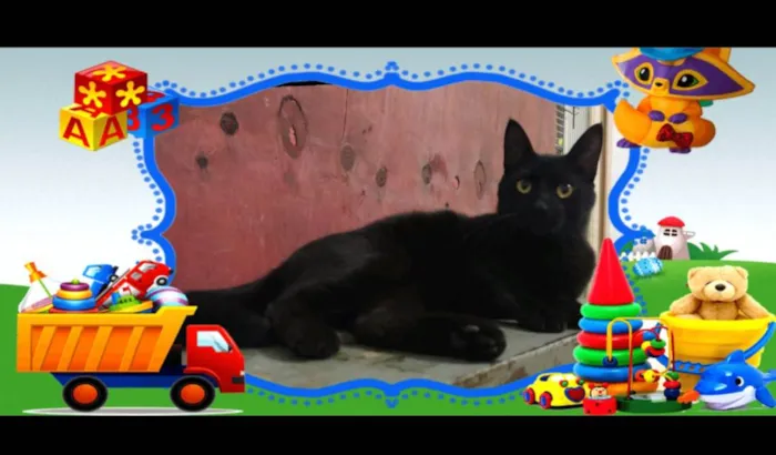 Gato ra a SRD-ViraLata idade 7 a 11 meses nome Cold