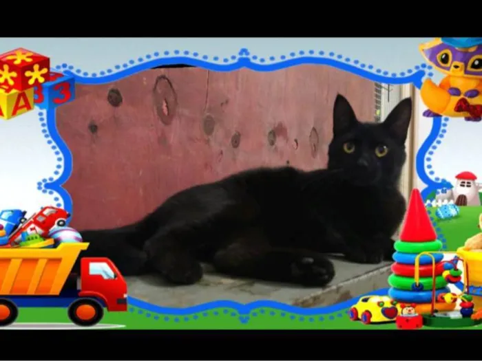 Gato ra a SRD-ViraLata idade 7 a 11 meses nome Cold