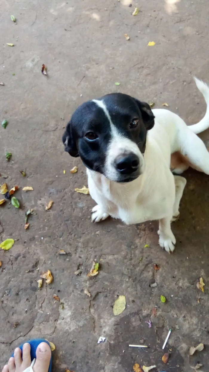 Cachorro ra a SRD-ViraLata idade 2 anos nome Tião