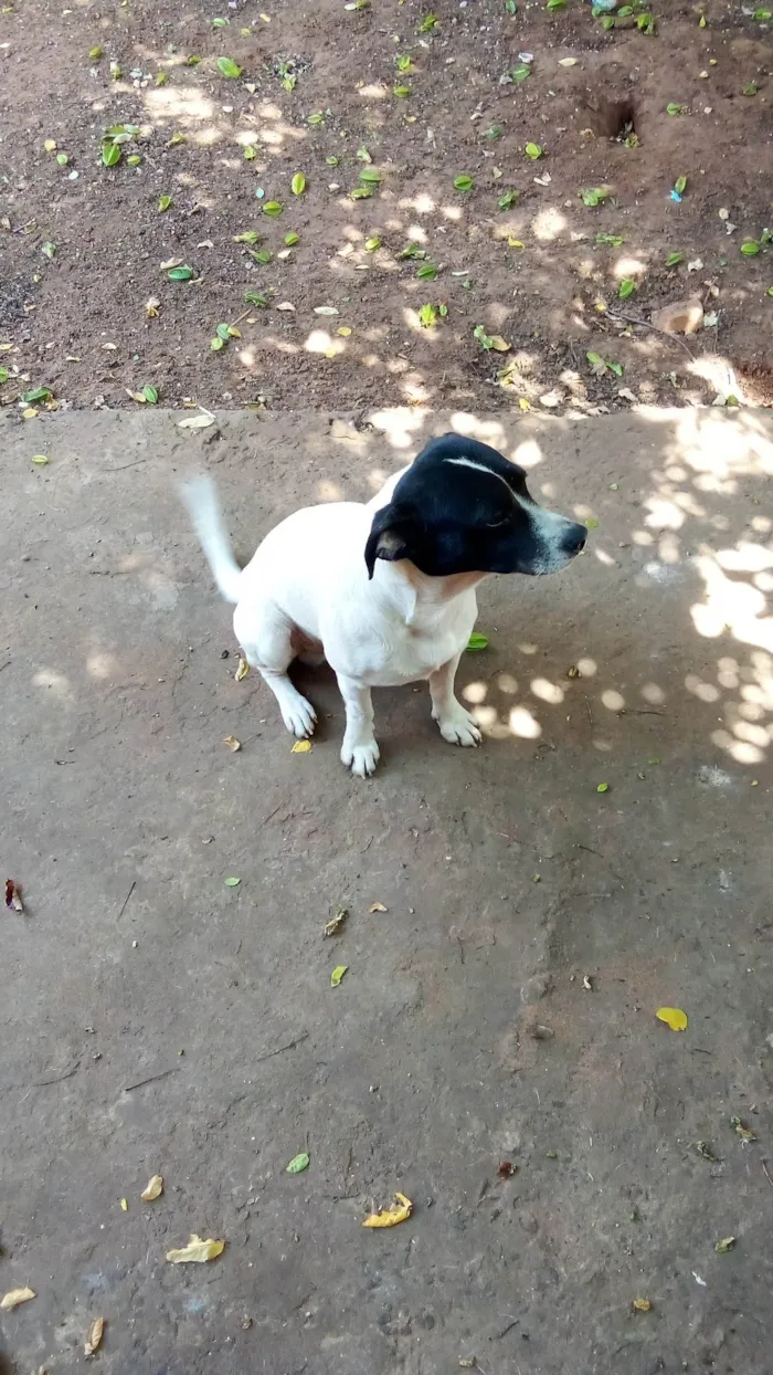 Cachorro ra a SRD-ViraLata idade 2 anos nome Tião