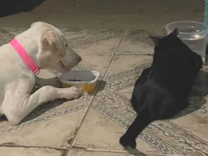 Cachorro raça SRD-ViraLata idade 2 a 6 meses nome Shakira