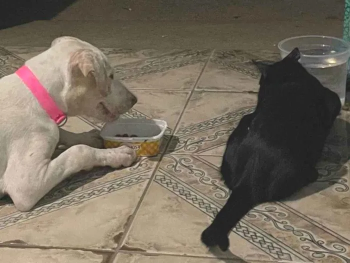 Cachorro ra a SRD-ViraLata idade 2 a 6 meses nome Shakira