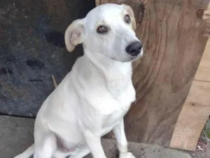 Cachorro raça SRD-ViraLata idade 7 a 11 meses nome Luffy 