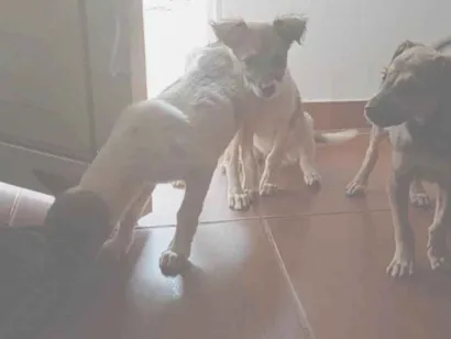 Cachorro raça SRD-ViraLata idade 2 a 6 meses nome Sem nome definido