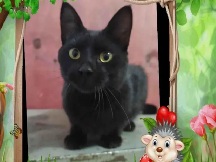 Gato ra a SRD-ViraLata idade 7 a 11 meses nome Cold