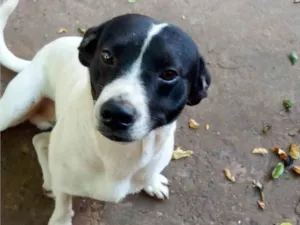 Cachorro raça SRD-ViraLata idade 2 anos nome Tião