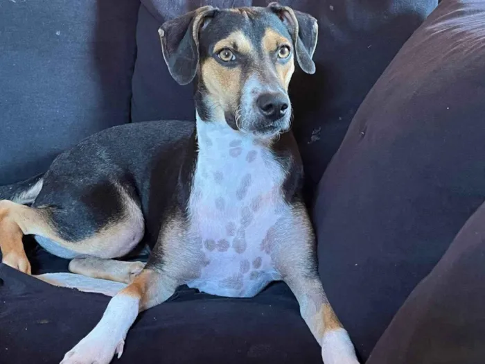 Cachorro ra a SRD-ViraLata idade 1 ano nome Samara 