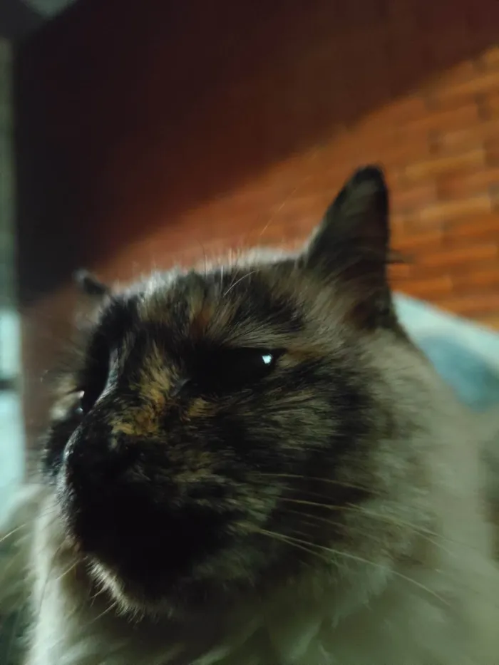 Gato ra a SRD-ViraLata idade 6 ou mais anos nome Ariel