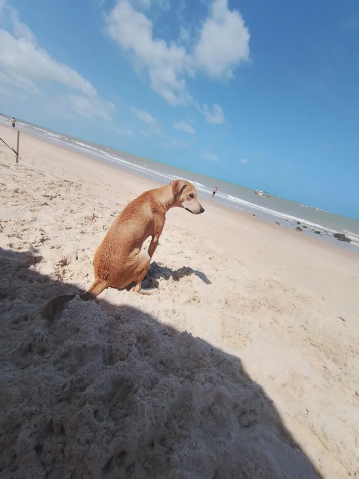 Cachorro ra a SRD-ViraLata idade 7 a 11 meses nome FRIDA