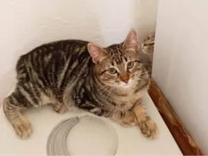 Gato raça SRD-ViraLata idade 2 a 6 meses nome  Gordo 