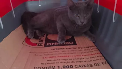 Gato raça SRD-ViraLata idade 2 a 6 meses nome Blue