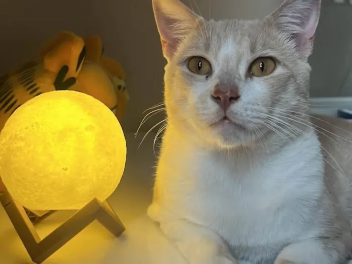 Gato ra a SRD-ViraLata idade 2 a 6 meses nome Safadinho
