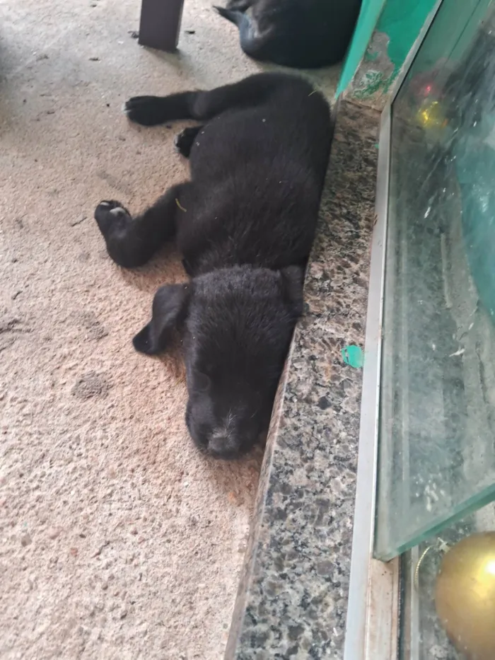 Cachorro ra a SRD-ViraLata idade 2 a 6 meses nome Adote elas 