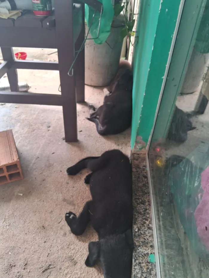 Cachorro ra a SRD-ViraLata idade 2 a 6 meses nome Adote elas 