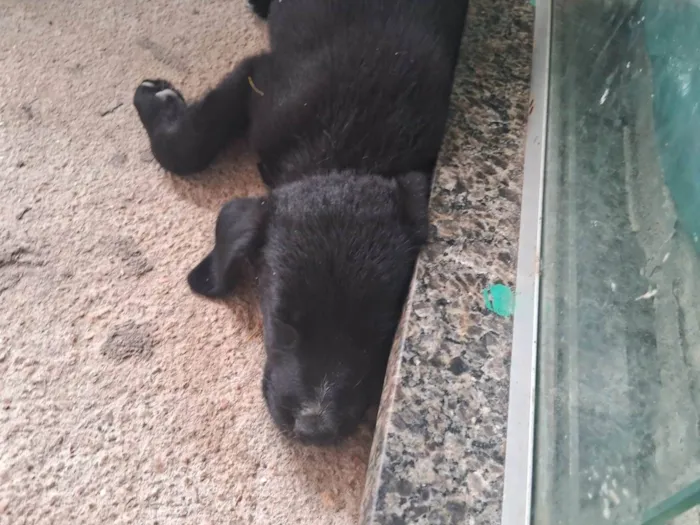 Cachorro ra a SRD-ViraLata idade 2 a 6 meses nome Adote elas 