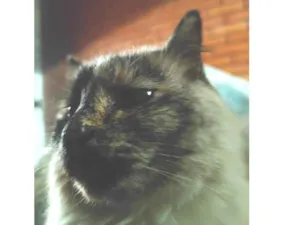 Gato raça SRD-ViraLata idade 6 ou mais anos nome Ariel
