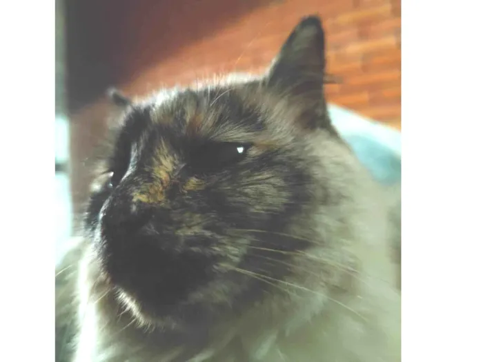 Gato ra a SRD-ViraLata idade 6 ou mais anos nome Ariel