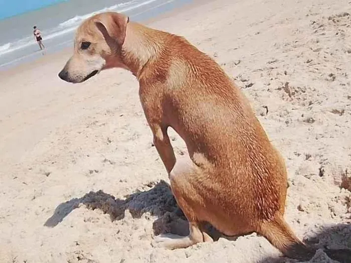 Cachorro ra a SRD-ViraLata idade 7 a 11 meses nome FRIDA