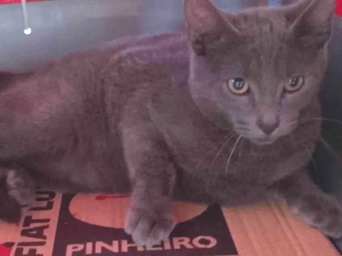 Gato ra a SRD-ViraLata idade 2 a 6 meses nome Blue
