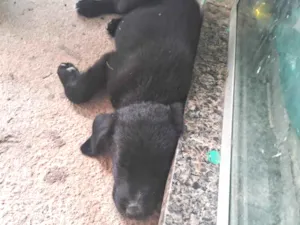 Cachorro raça SRD-ViraLata idade 2 a 6 meses nome Adote elas 